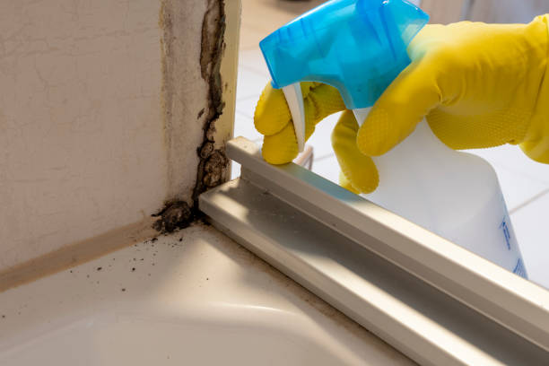 Best Fast Mold Removal  in Rolling Hills Estates, CA