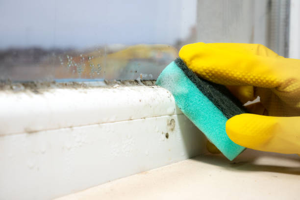 Best Office Mold Removal Services  in Rolling Hills Estates, CA
