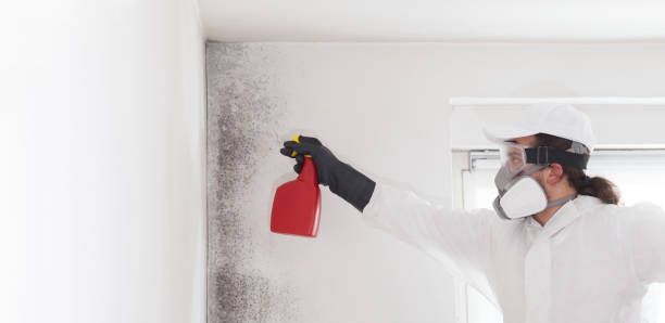 Best Emergency Mold Removal  in Rolling Hills Estates, CA