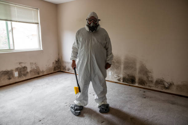 Best Same-Day Mold Removal  in Rolling Hills Estates, CA