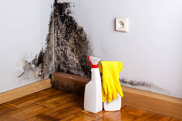 Best Local Mold Removal Service  in Rolling Hills Estates, CA