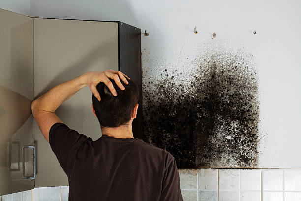 Best Professional Mold Removal  in Rolling Hills Estates, CA