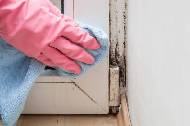 Best Certified Mold Removal  in Rolling Hills Estates, CA