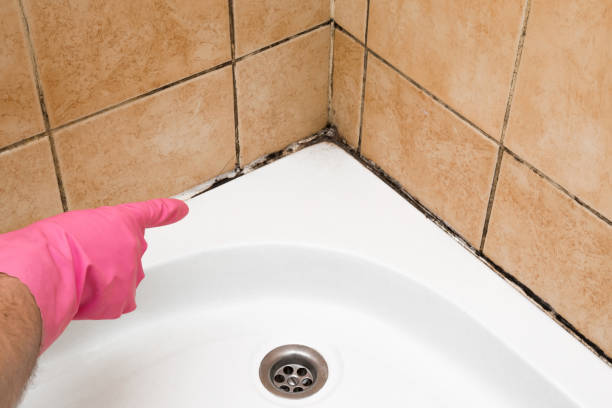 Best Home Mold Removal  in Rolling Hills Estates, CA