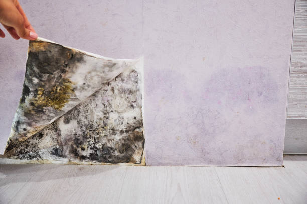Best Residential Mold Removal  in Rolling Hills Estates, CA